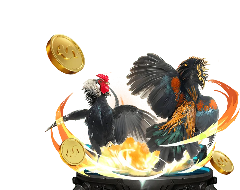 Gà chiến đang thi đấu tại 88 onl